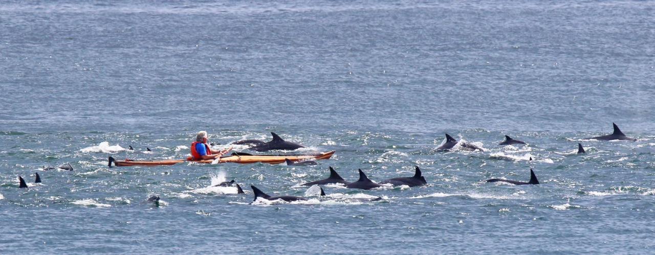 Dolphin Inn Guesthouse Κέιπ Τάουν Εξωτερικό φωτογραφία