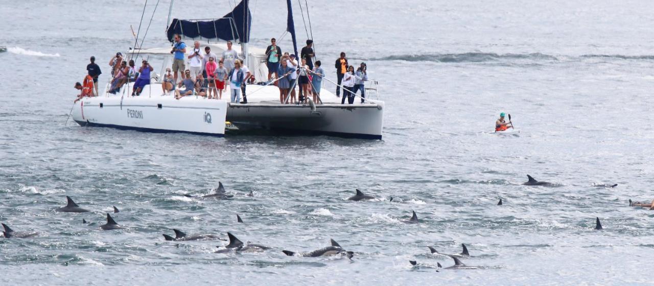 Dolphin Inn Guesthouse Κέιπ Τάουν Εξωτερικό φωτογραφία